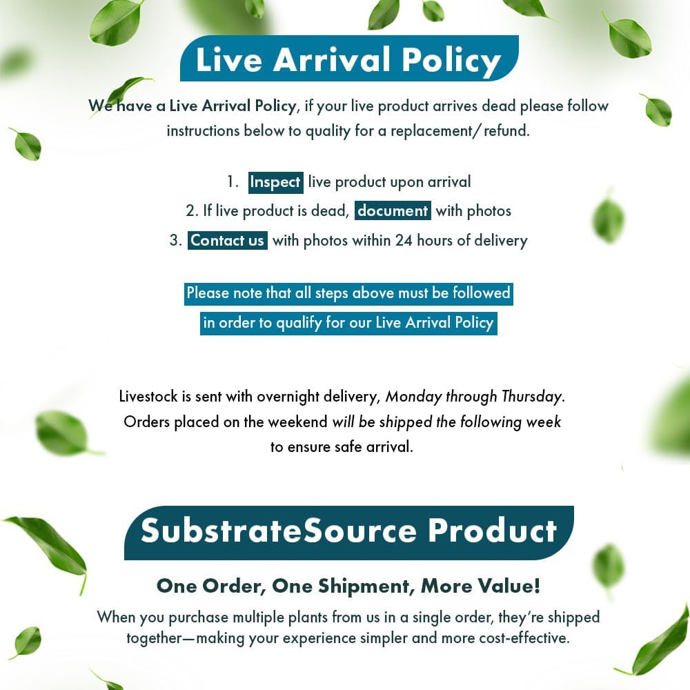 SubstrateSource Live Plants – Chai Hygrophila (Hygrophila lancea 'Chai') – Medium to High Light, Pink and Reddish Accent Aquatic Plant, Midground Placement – Stem Growth – Pot – 1 Pack