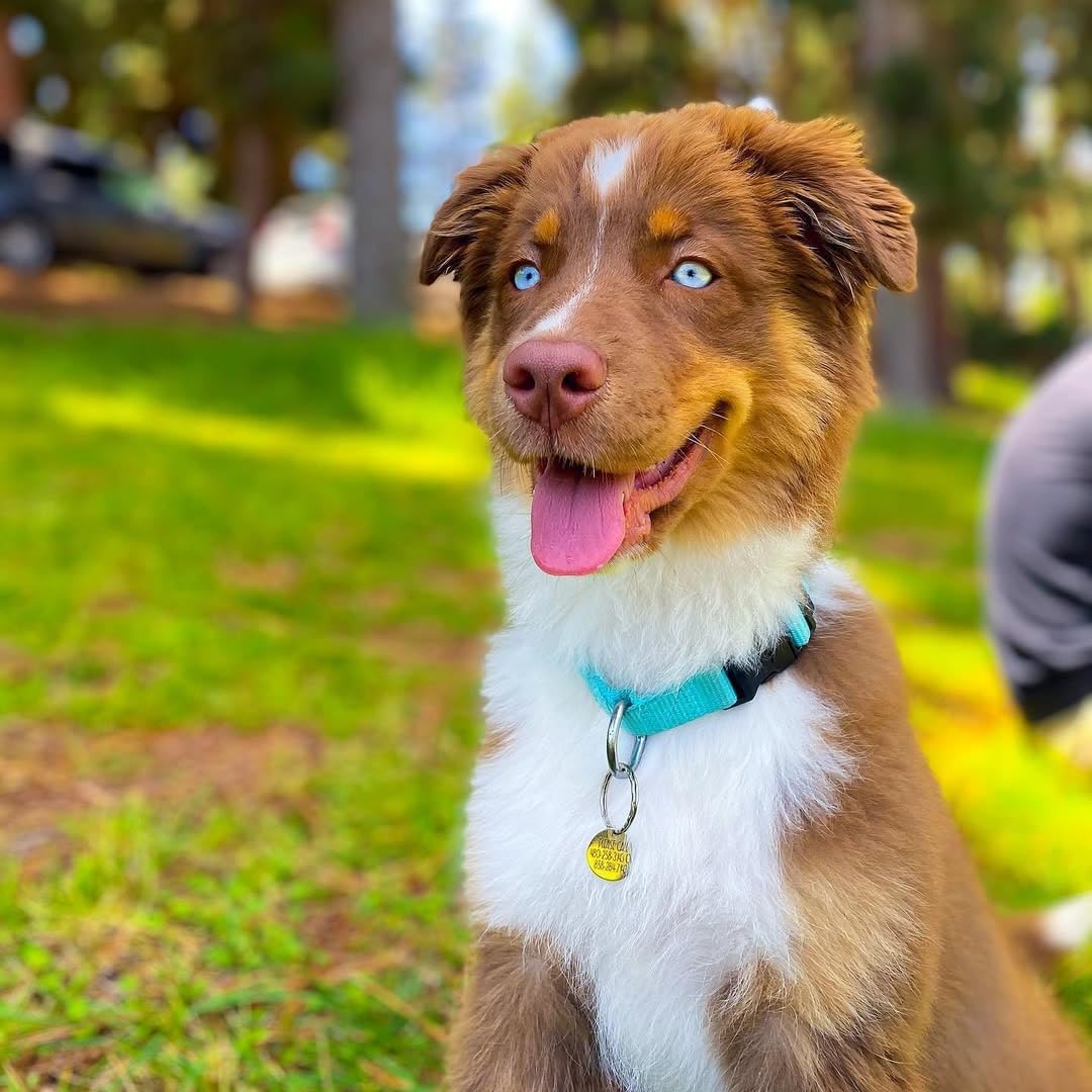Blueberry Pet Essentials X-Small Dog Collar in Turquoise | Adjustable & Eco-Friendly Durable Nylon Strap | Classic Collar for X-Small Dogs, Boy & Girl Pets