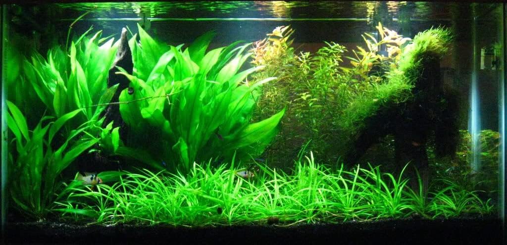 Potted Live Aquarium Plants | Freshwater Aquatic Plants for Aquariums (Amazon Sword)