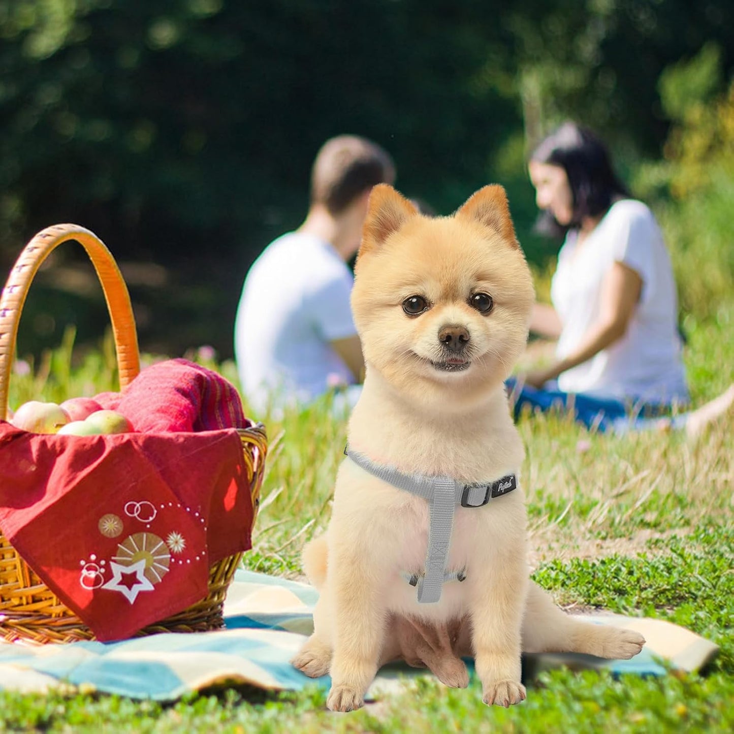 PUPTECK No Pull Dog Harness Soft Adjustable Basic Nylon Step in Puppy Vest Outdoor Walking with ID Tag, Grey, XS