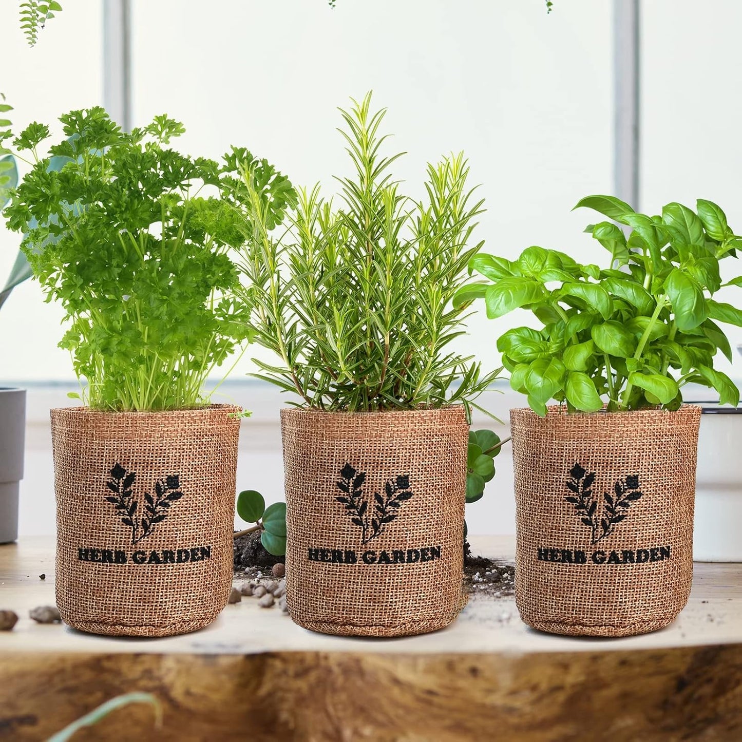 5 Herb Seeds Garden Starter Kit with Complete Planting Kit & Wooden Flower Box, Growing into Basil, Parsley, Rosemary, Thyme, Mint for Kitchen Windowsill Herb Garden DIY