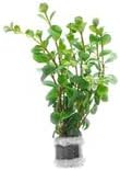 SubstrateSource Live Aquarium Stem Plants - Freshwater Aquatic Plant for Fish Tanks, Aquascaping - (Rotala Ceylon, 4 Bunches)