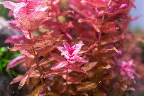 SubstrateSource Live Aquarium Red Stem Plants - Freshwater Aquatic Plant for Fish Tanks, Aquascaping - (Rotala Macrandra, 1 Bunch)
