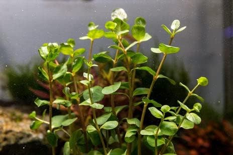 SubstrateSource Live Aquarium Stem Plants - Freshwater Aquatic Plant for Fish Tanks, Aquascaping - (Rotala Ceylon, 4 Bunches)