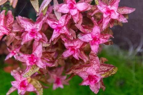 SubstrateSource Live Aquarium Red Stem Plants - Freshwater Aquatic Plant for Fish Tanks, Aquascaping - (Rotala Macrandra, 1 Bunch)