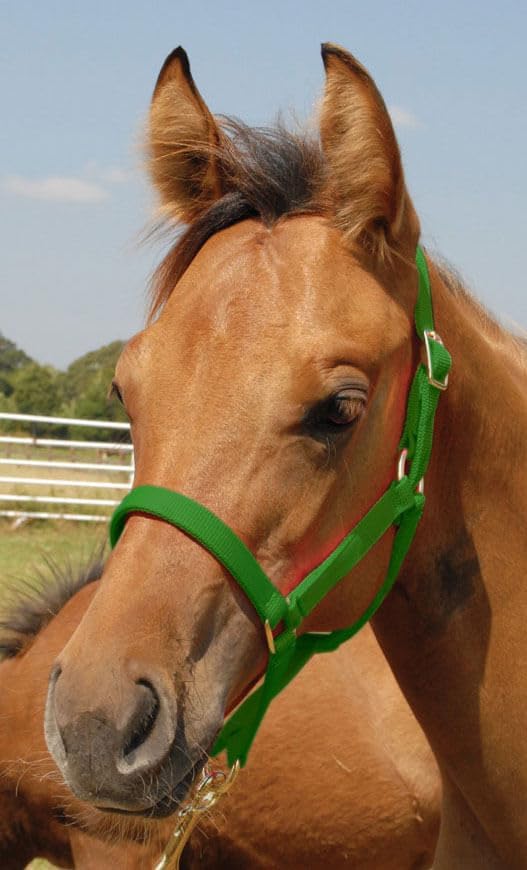 Jeffers Pony Halter Color: Green