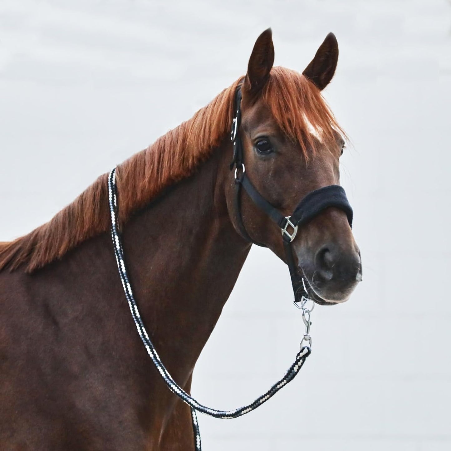 HORZE Kiel Adjustable Horse Halter with Fleece Padding - Black - Warmblood
