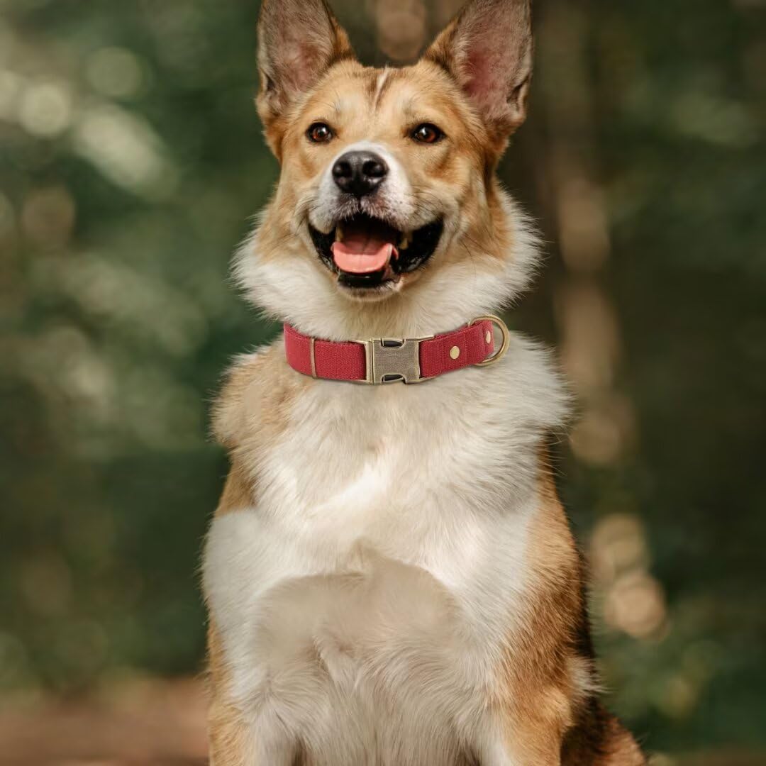 PET ARTIST Dog Collar for Large Dogs, Soft Padded Premium Nylon Dog Collar with Quick Release Metal Buckle, Durable & Adjustable Pet Collars for Boy Gifts, Red, L (Fit 15-22")