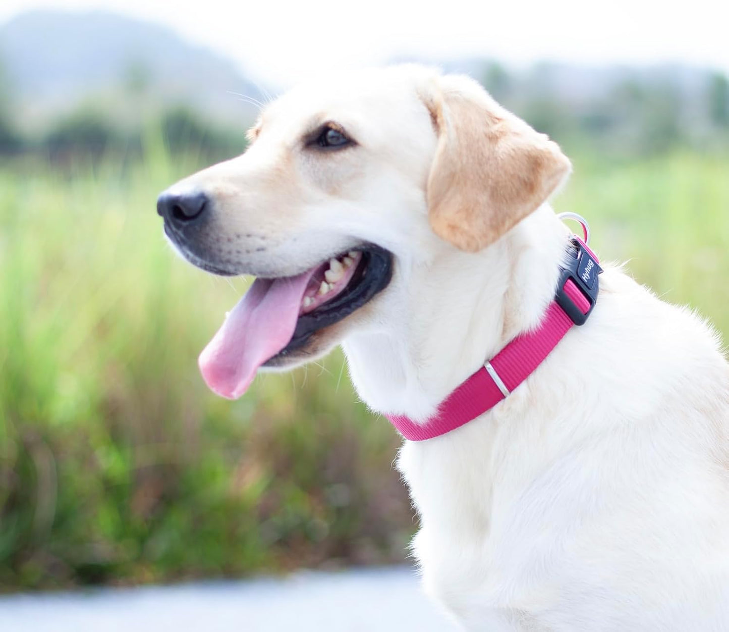 Hyhug Pets Solid Color Classic Regular Heavy Duty Basic Collar for Small Dogs, Unique Design Adjustment Triglide Slide (Buckle) Can Attached Name Tag Accessories. (Small, Rose Red)