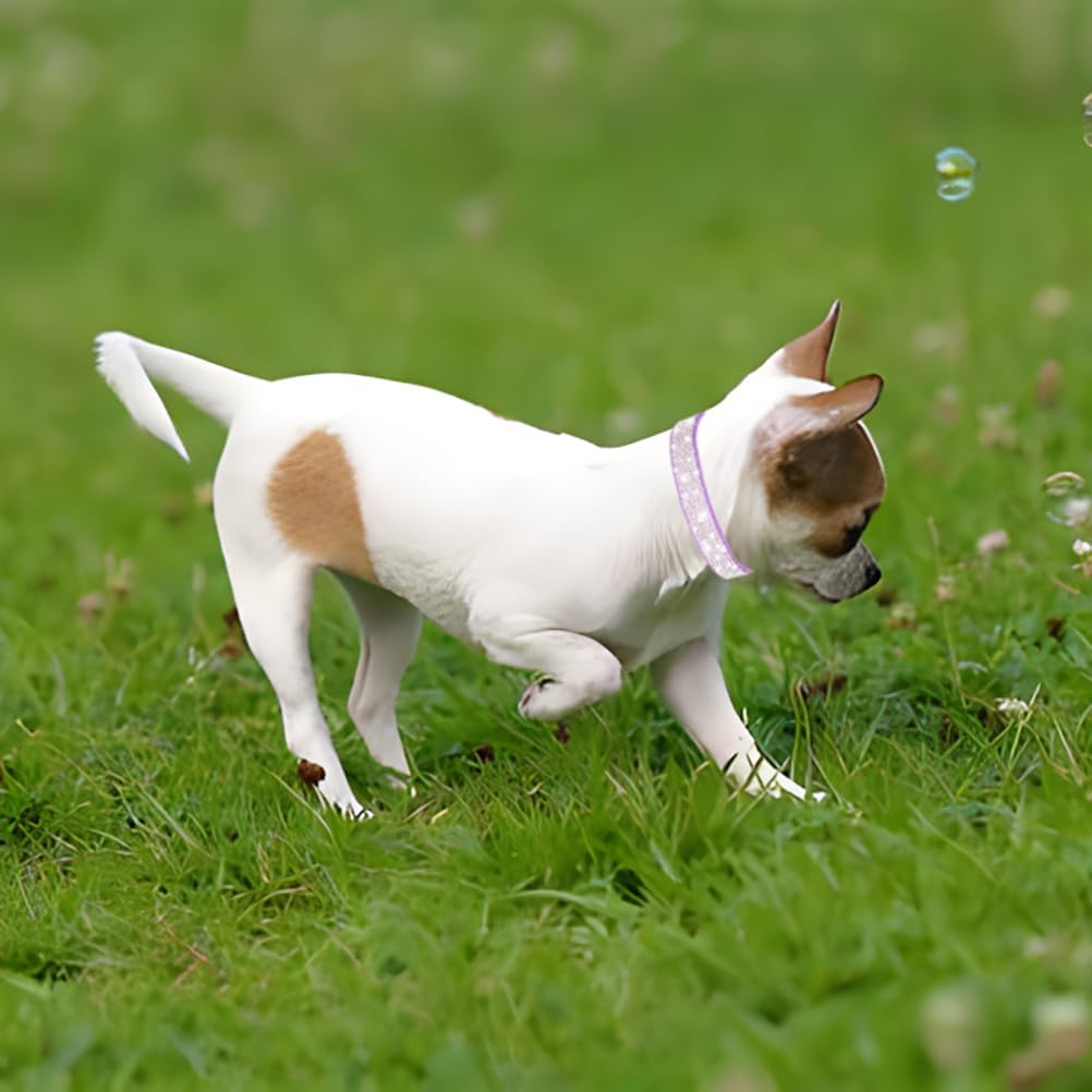 Rhinestone Dog Collar for Small Dogs, Bling Diamond Fancy Crystal Glitter Pretty Jewel Pet Puppy Collars for XXS XS Small Medium Large Breed Girl Dogs Female Cats Kitten, Purple M