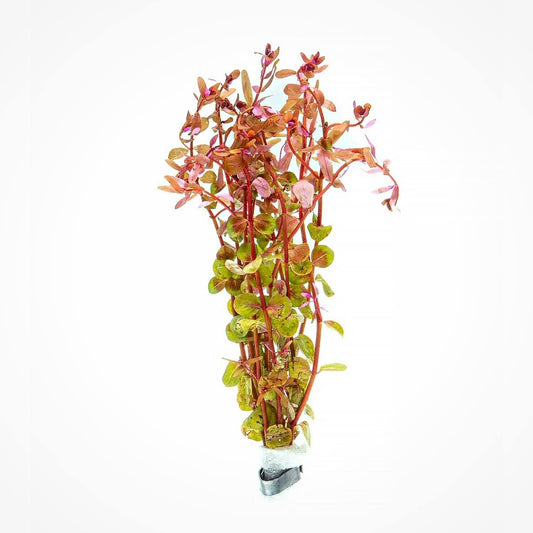 SubstrateSource Live Aquarium Red Stem Plants - Freshwater Aquatic Plant for Fish Tanks, Aquascaping - (Rotala Wallichii, 1 Bunch)