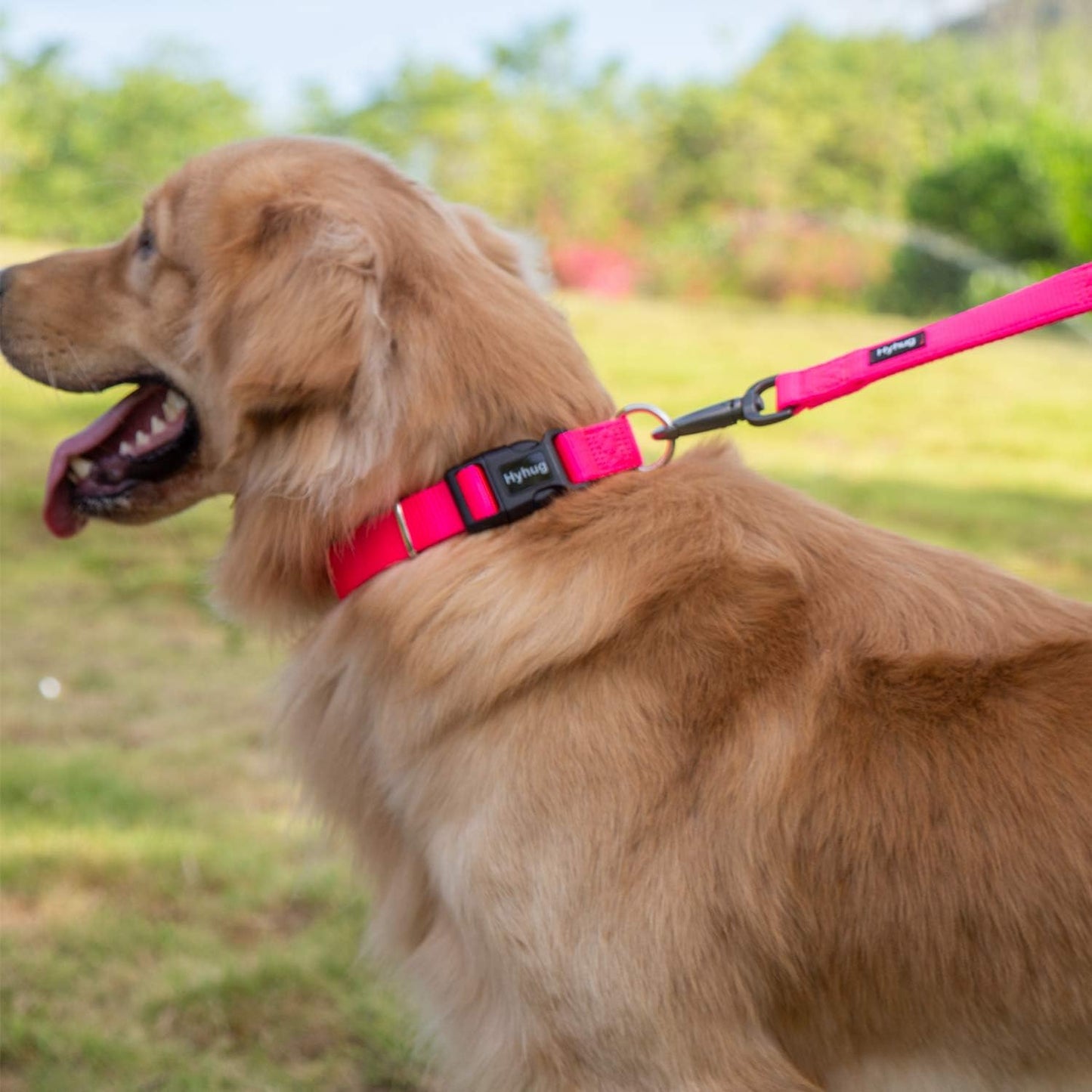 Hyhug Pets Classic Regular Heavy Duty Nylon Dog Collar with Easy to Put On & Off Buckle. (Small, Hot Pink)