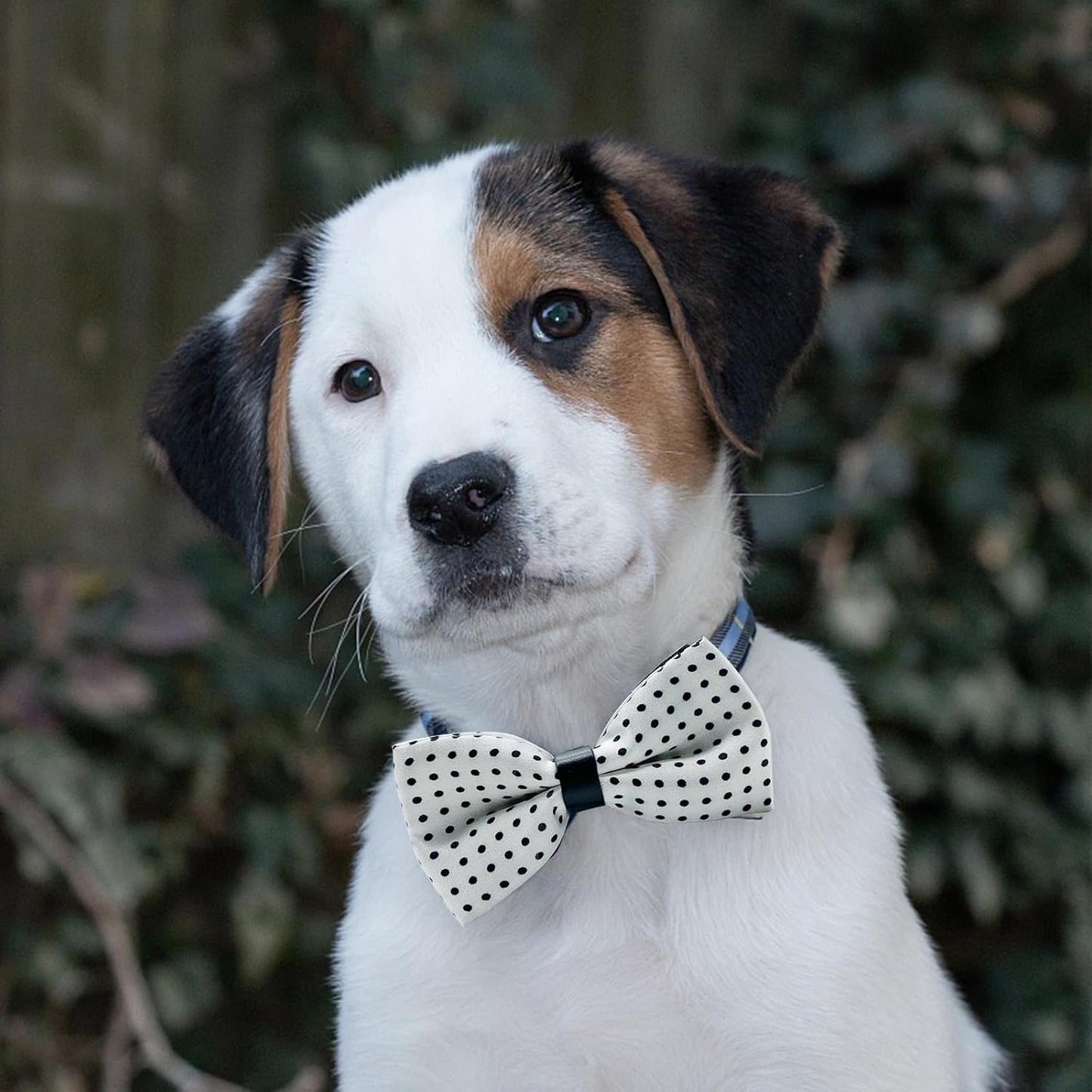 10 PCS Dogs Collar Elastic Attachment Bow Ties for Small Medium Large Pet/Cats Puppies Collar Charms Accessories Slides Bowties for Birthday Wedding Parties(Classic Medium)