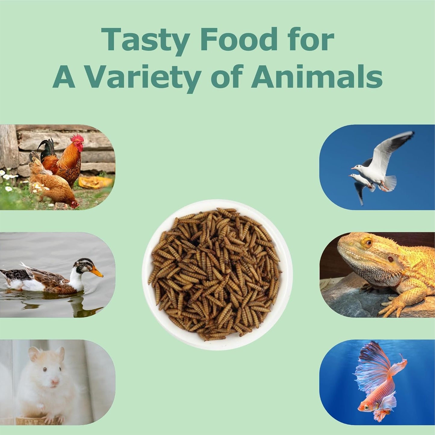 5.5LB Dried Black Soldier Fly Larvae, More Calcium Than Dried Mealworms, High Protein Chicken Feed, Poultry Treat