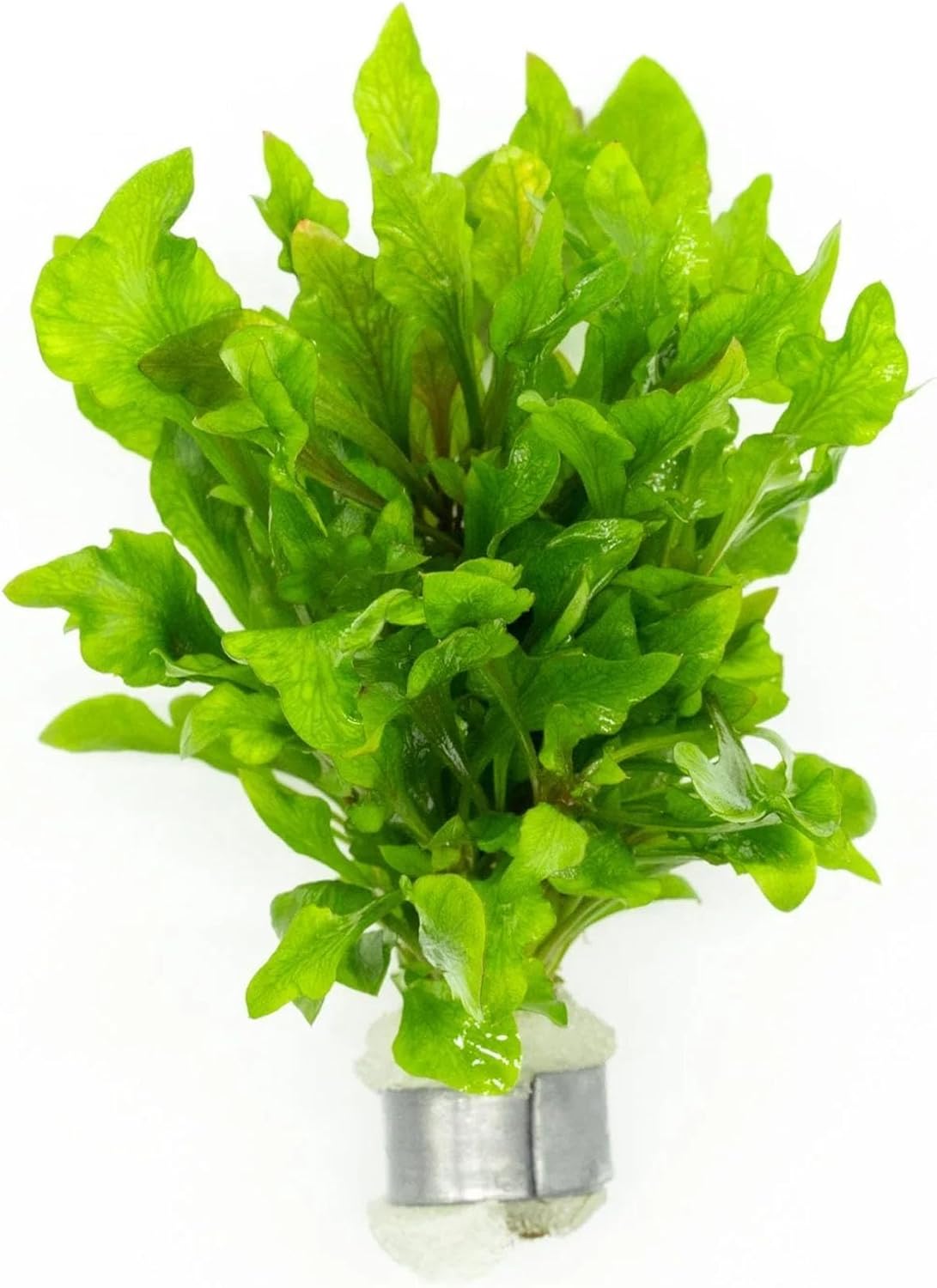 SubstrateSource Live Aquarium Stem Plants - Freshwater Aquatic Plant for Fish Tanks, Aquascaping - (Alternanthera Reineckii Variegatus, 1 Bunch)