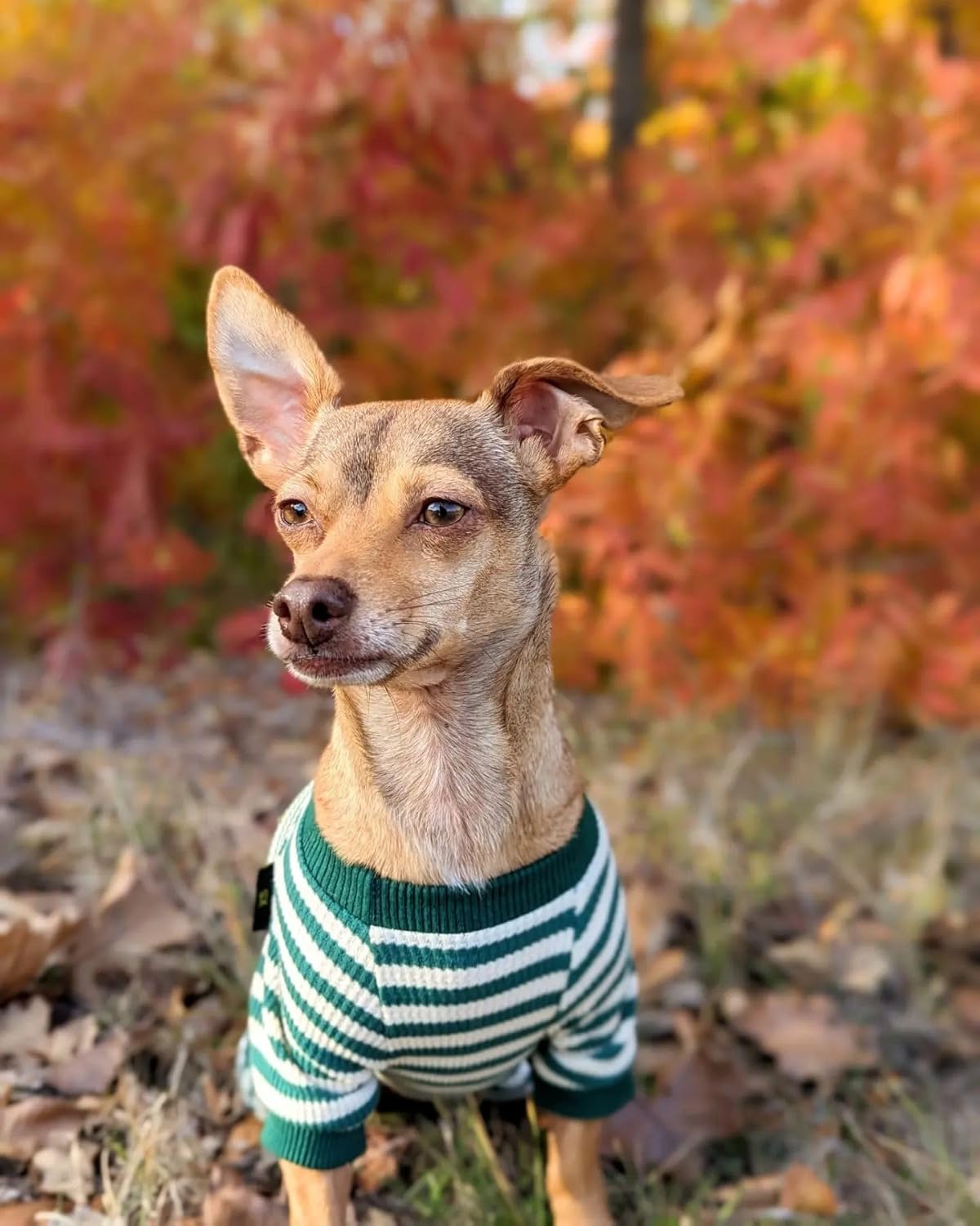 Fitwarm Green and White Striped Dog Pajamas, Waffle Dog Clothes for Small Dogs Girl Boy, Puppy Onesie with Feet, Pet Cat Outfit, Large