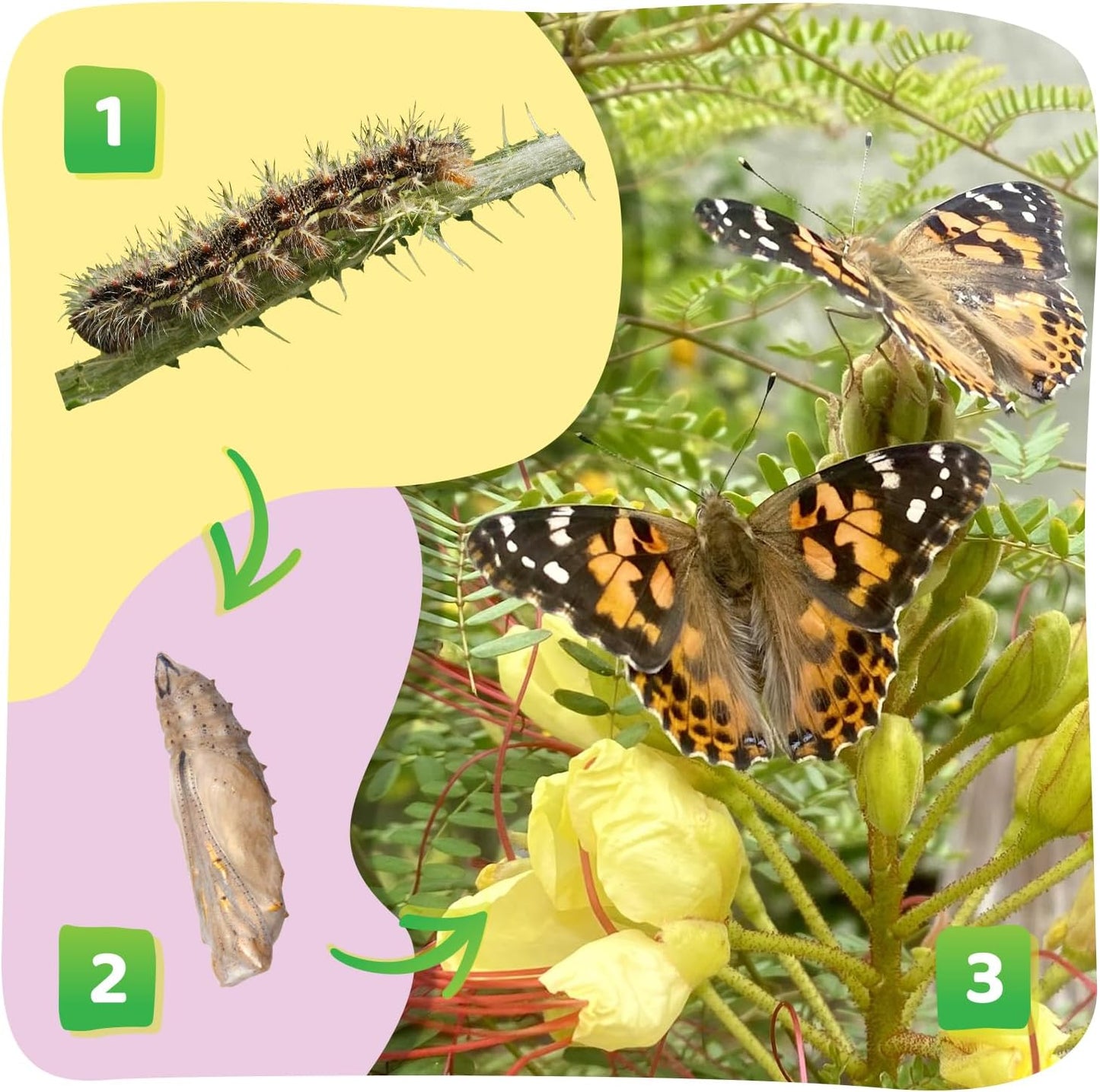 Insect Lore Butterfly Farm - Live Cup of 5 Caterpillars, Reusable Habitat, STEM Butterfly Activity Journal & Supplies - Grow, Observe and Release Painted Lady Butterflies