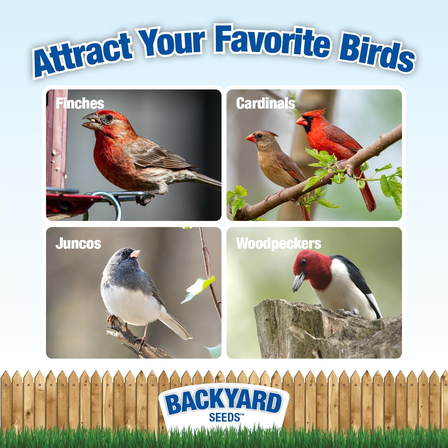 Backyard Seeds Songbird Blend Mixed Bird Seed - Attracts Bluebirds, Cardinals, Chickadees (7 Pounds)