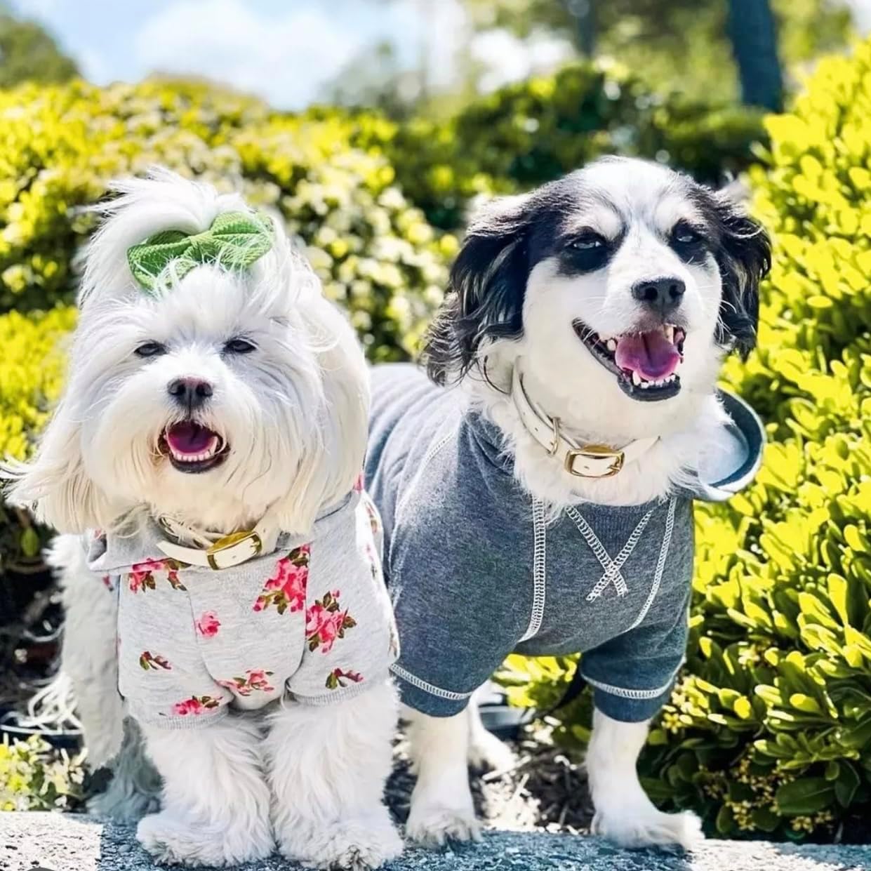 Blueberry Pet Essentials Dog Hoodie – 26 inch, Cotton‑Blend Sweatshirt with Hood, Charcoal Grey, Machine‑Washable Small‑Dog Jersey