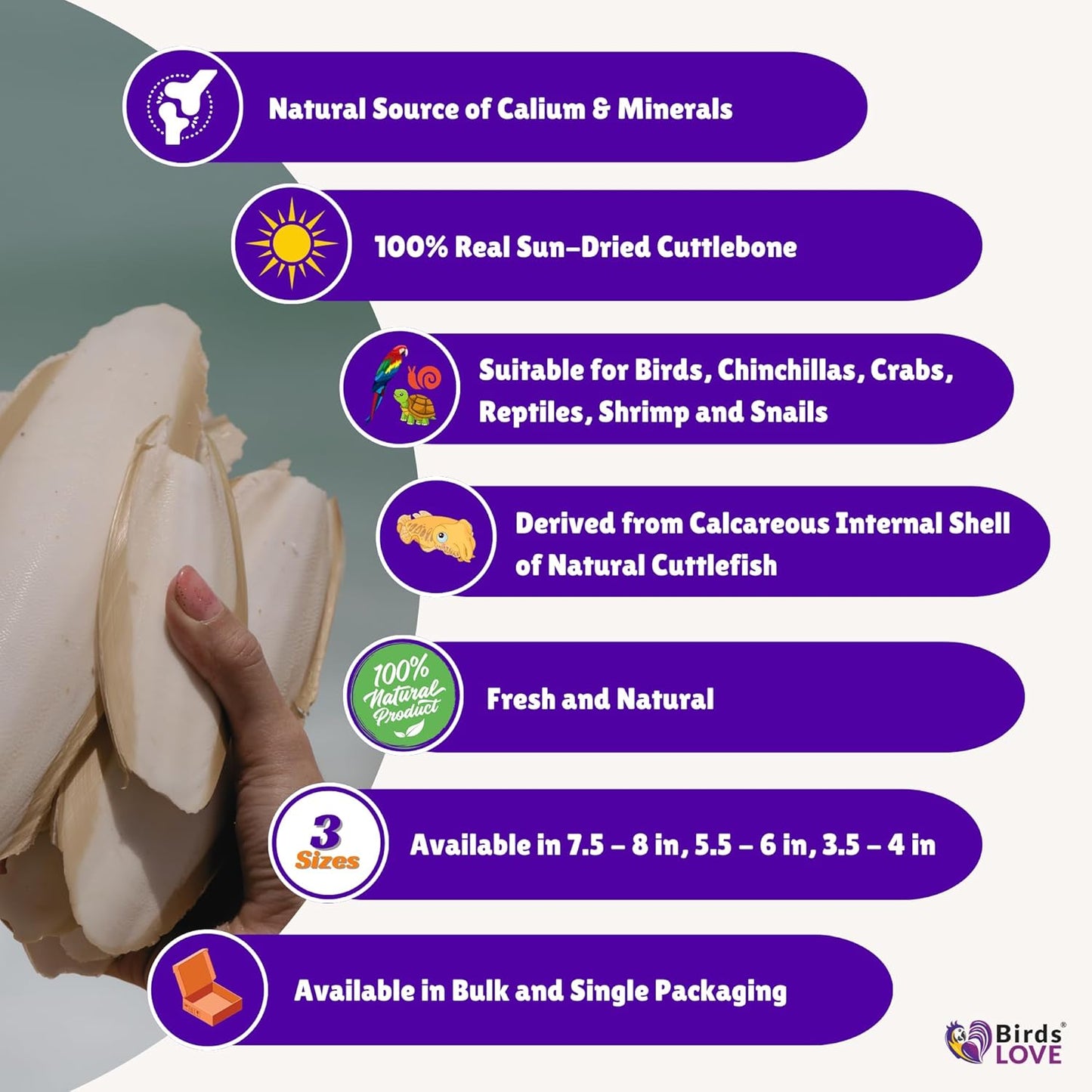 Birds LOVE Natural Cuttlebone – Premium Calcium & Trace Mineral Supplement for Avian Species, Tortoises, and Snails – Pure Cuttlebone for Parakeets and All Birds - 12 Pack, Size 3.5 to 4"