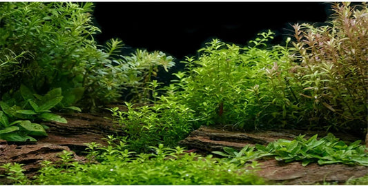 AWERT Aquarium Background River Bed & Lake Aquatic Plant Fish Tank Background Vinyl 72x24 inches