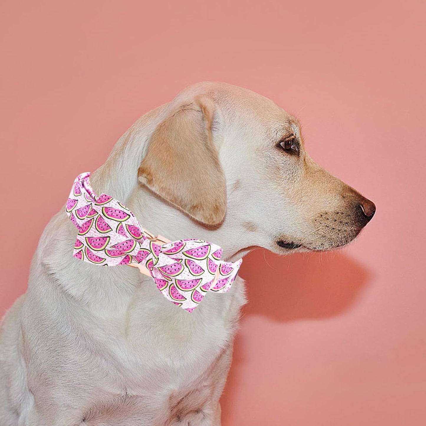 Elegant little tail Dog Collar, Watermelon Print Pet Collar Summer Dog Collar Durable Metal Buckle Dog Collars Cotton Pet Adjustable Dog Collars for Small Dogs