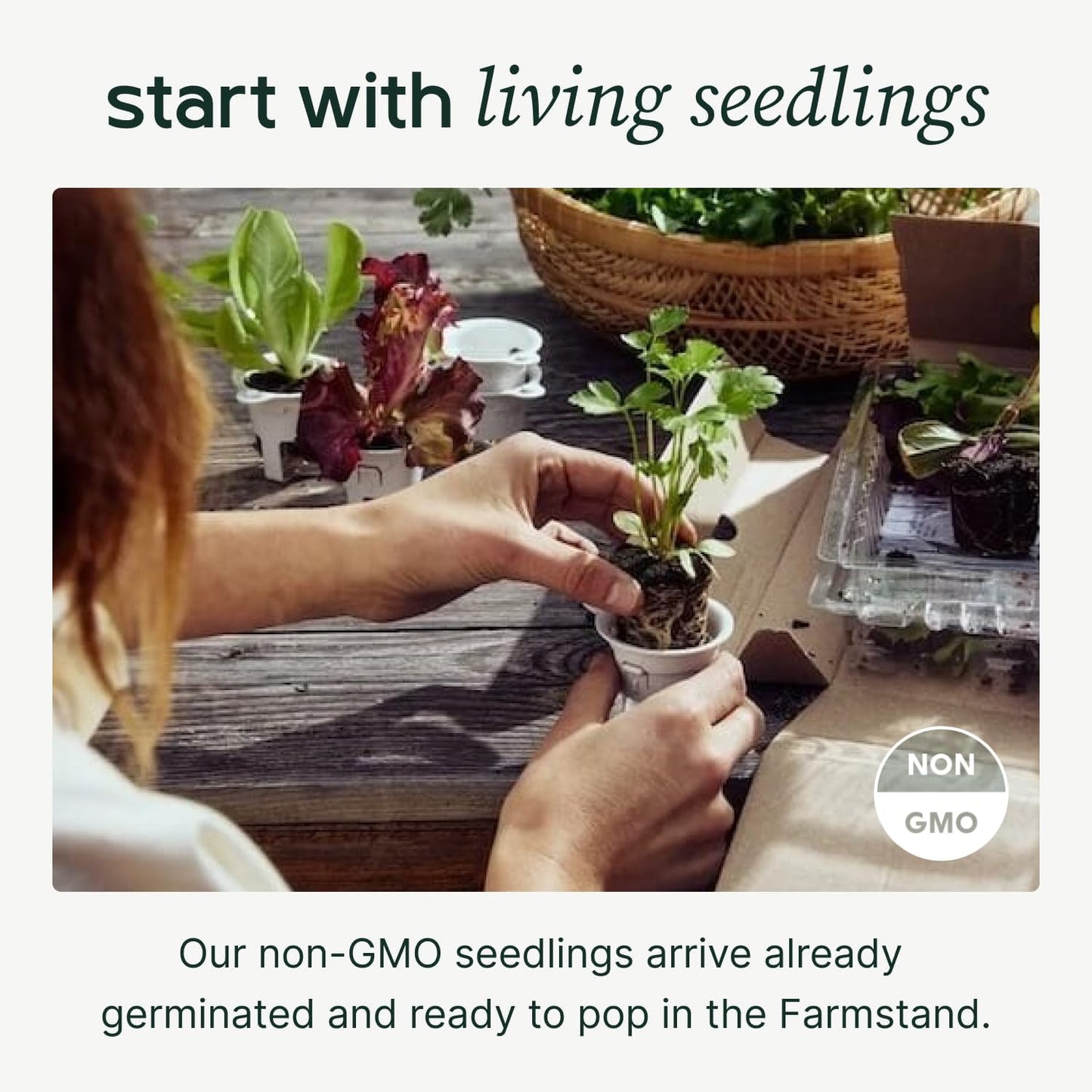 Farmstand Starter Kit with Glow Rings and 18 Seedling Credits | Small Hydroponic Growing System Kit | Vertical Garden Planter Tower | 4ft 3in Tall