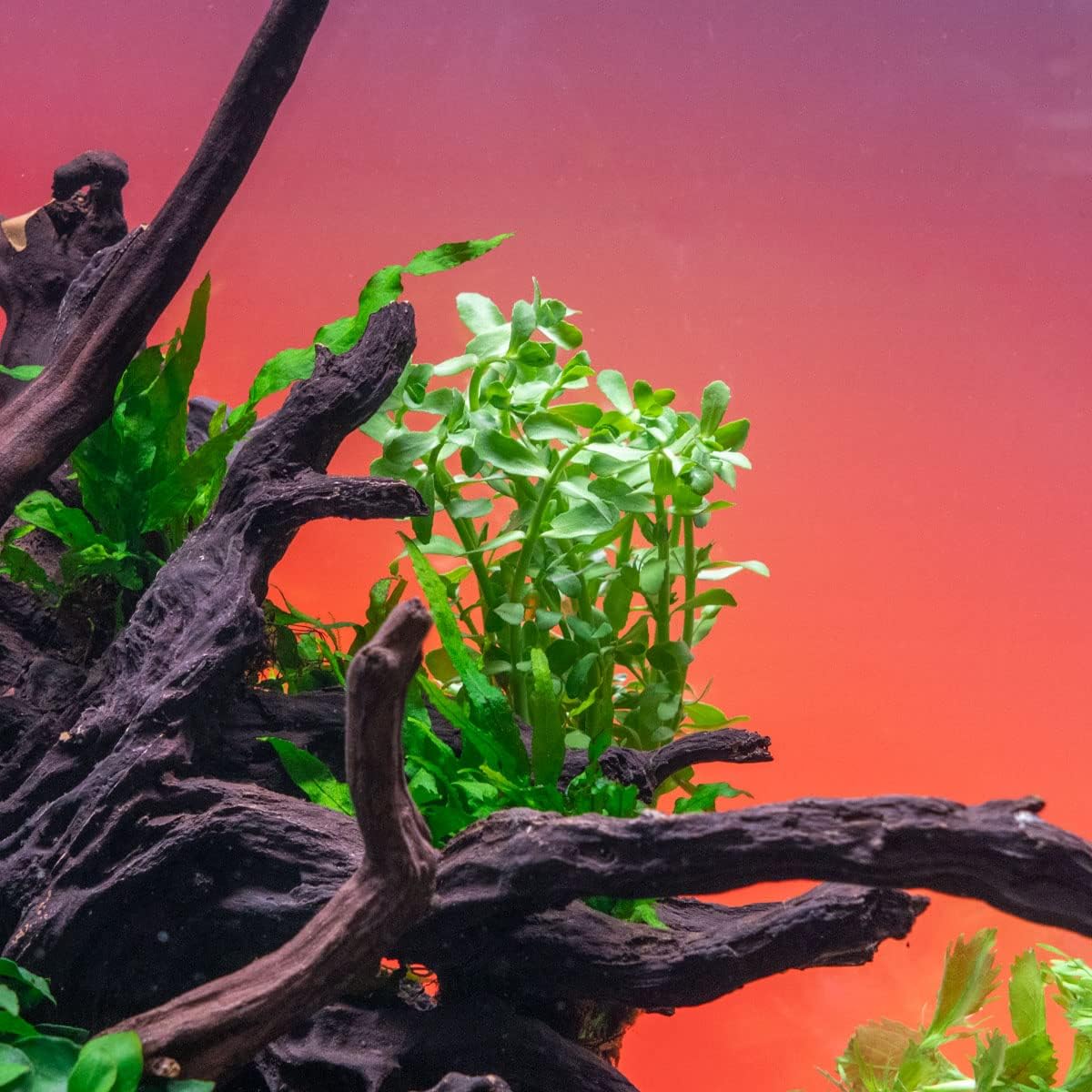 SubstrateSource Live Aquarium Stem Plants - Freshwater Aquatic Plant for Fish Tanks, Aquascaping - (Bacopa Monnieri Moneywort, 1 Bunch)