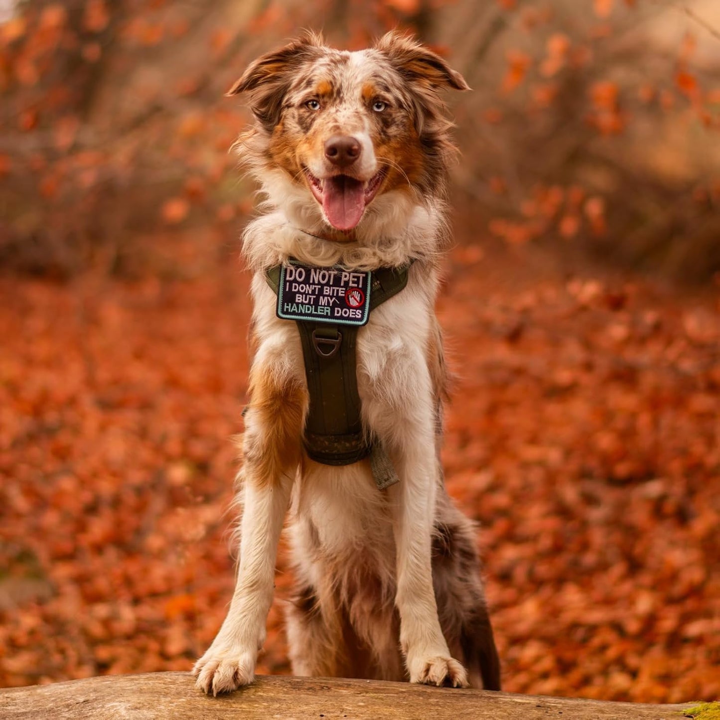 rabbitgoo Dog Harness Medium Sized No Pull, Tactical Service Pet Vest with Molle and Control Handle, Adjustable and Reflective Military Harness for Easy Walking and Training, Grey, M