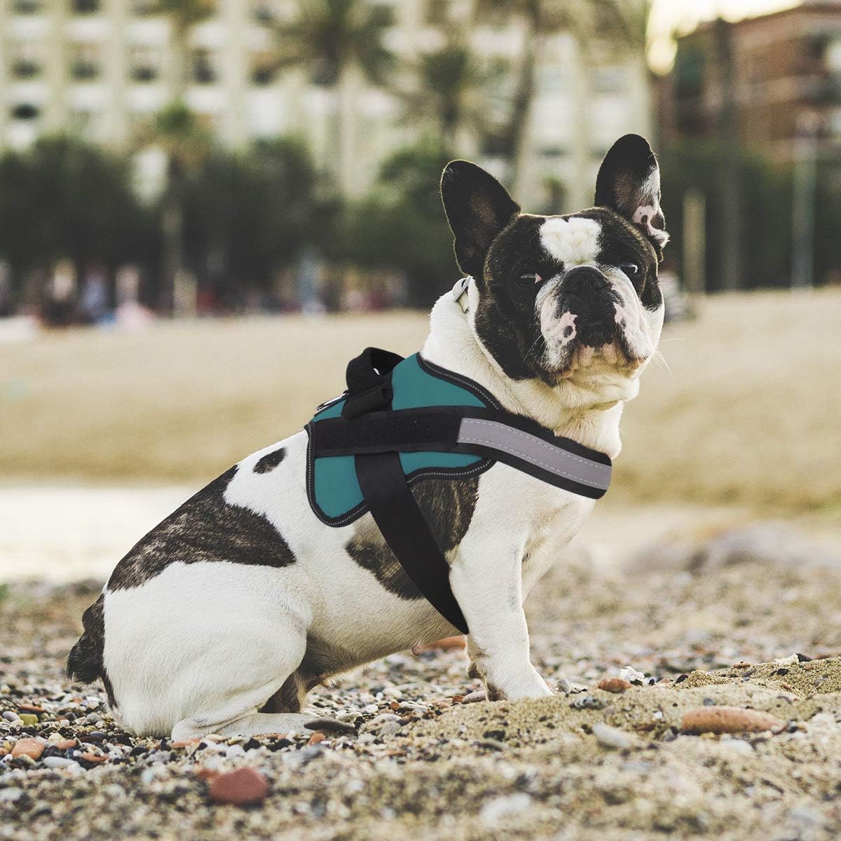 Bolux Dog Harness, No-Pull Reflective Dog Vest, Breathable Adjustable Pet Harness with Handle for Outdoor Walking - No More Pulling, Tugging or Choking (Turquoise, S)