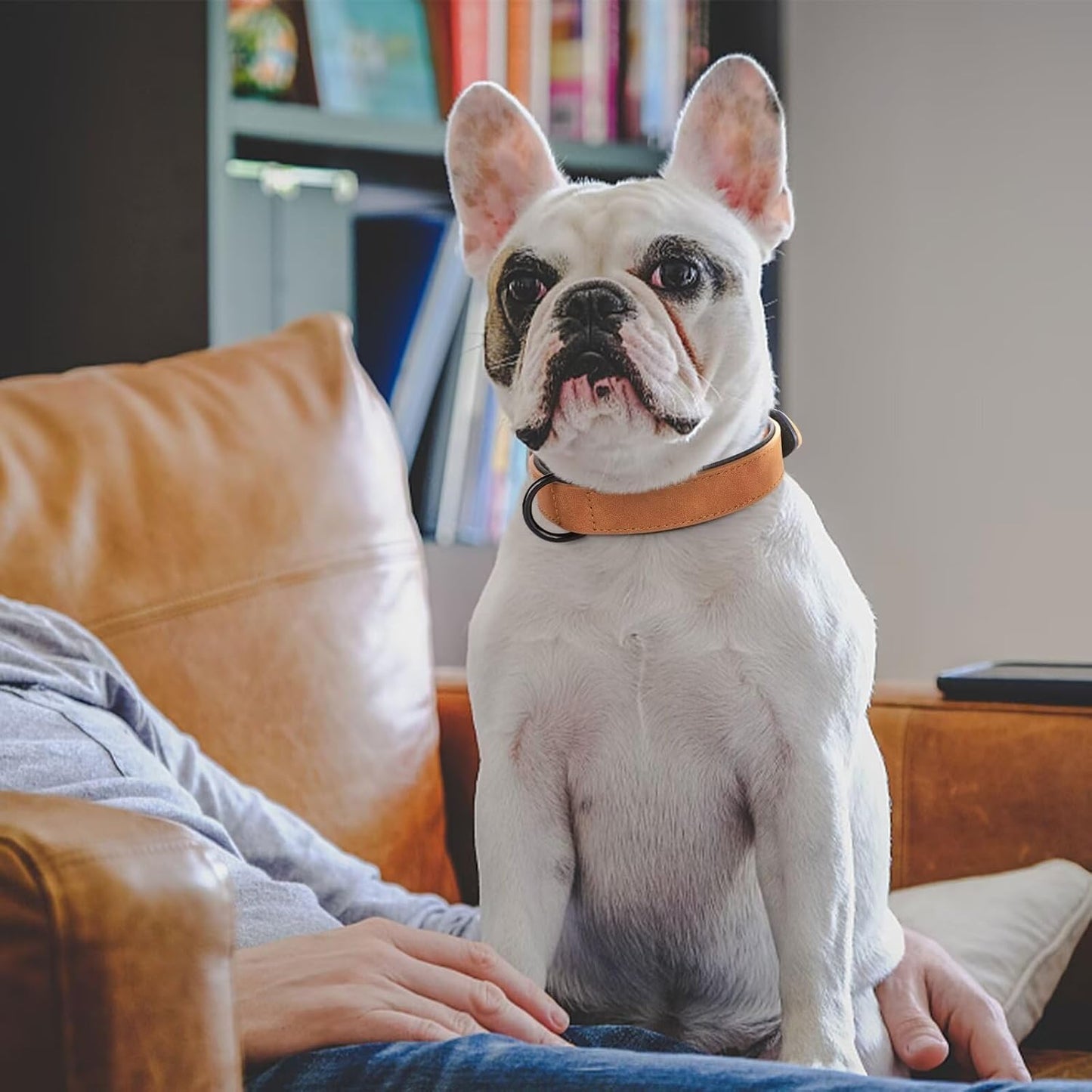 Didog Soft Padded PU Leather Dog Collar, Breathable and Adjustable Dog Collars for Medium Dogs, Comfortable for Daily Walk, Light Brown, L Fit Neck 13-17"(22-44 lbs)