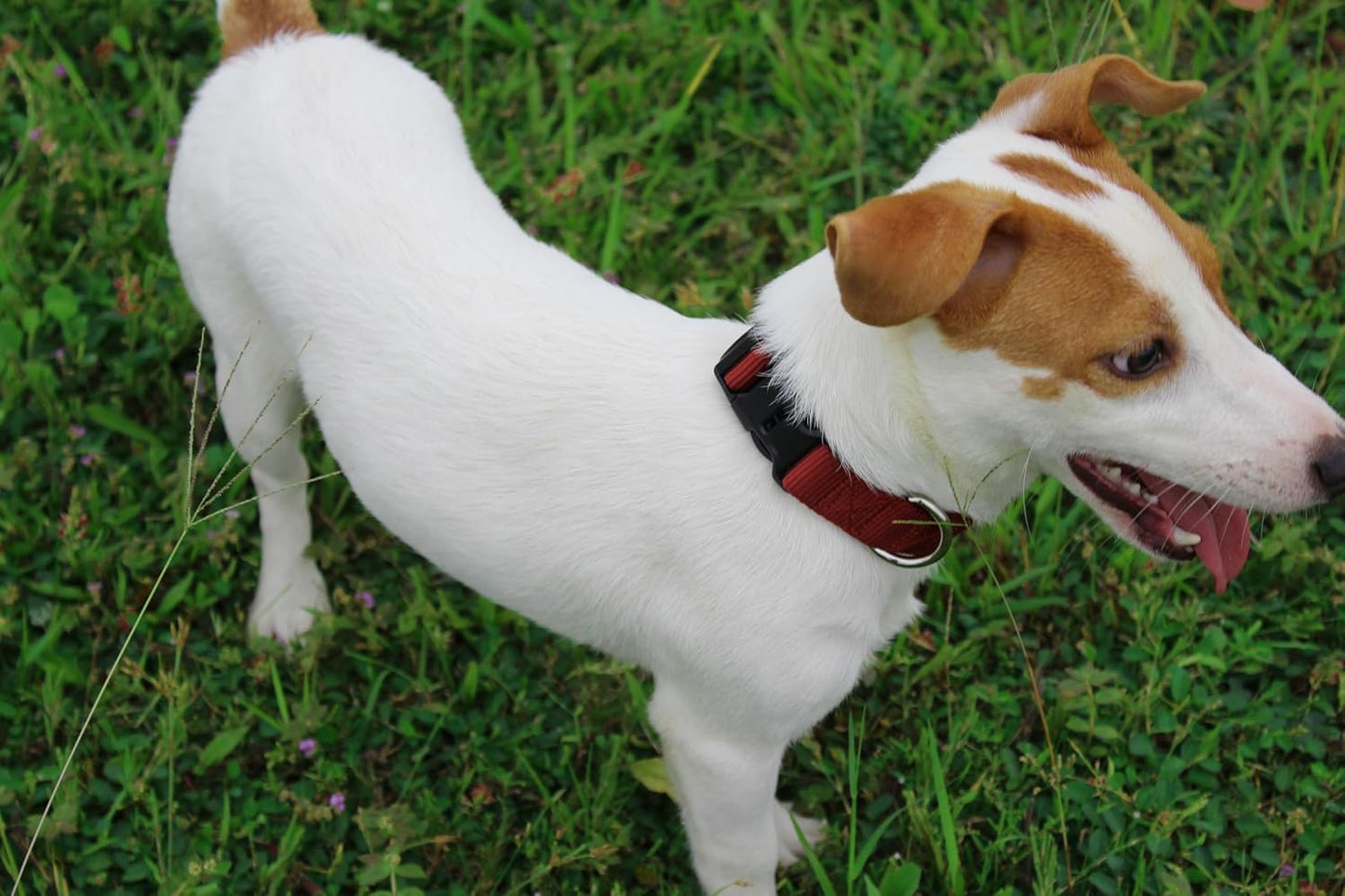 Mikivery Nylon Dog Collar with Quick Release Buckle Soft Adjustable Sturdy for Small Medium Large Dogs Brick,M