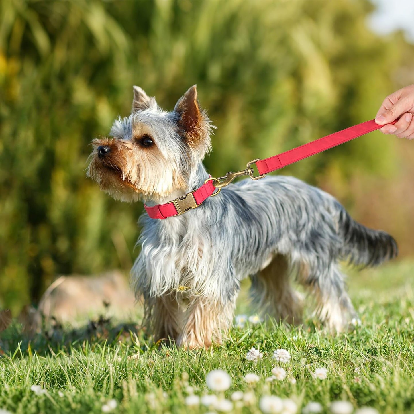 Didog Soft PU Leather Dog Collar, Stylish Quick Released Dog Collars for Small Dogs, Easy Clean Adjustable Pet Collar for Daily Walking, Red, S Fit 10-16" Neck