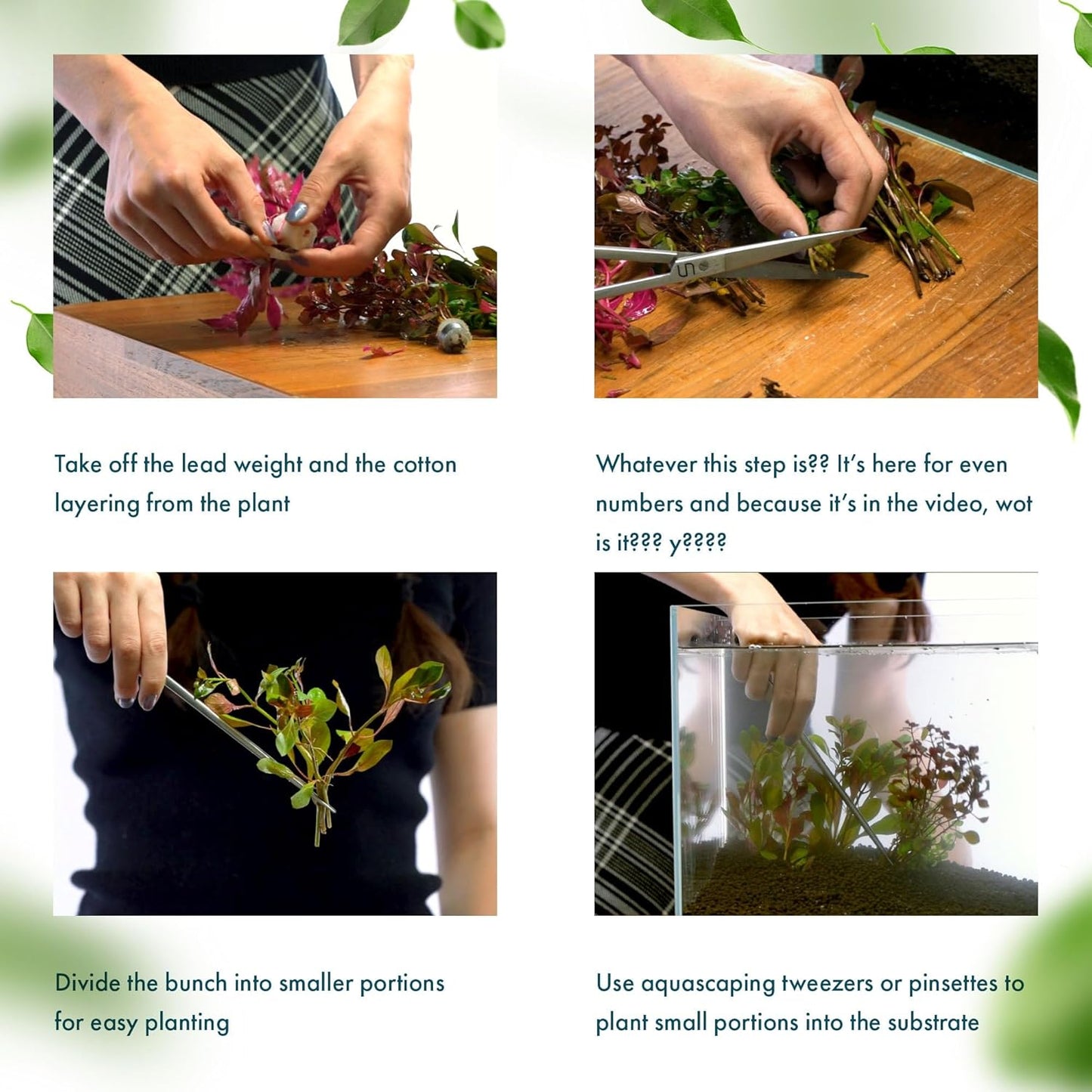 SubstrateSource Live Plants - Ammannia Sulawesi - Orange to Pink Stem Plant for High Light Freshwater Aquarium Aquascapes, Midground to Background, Orange, Pink, Green Accent - Lead Bunch