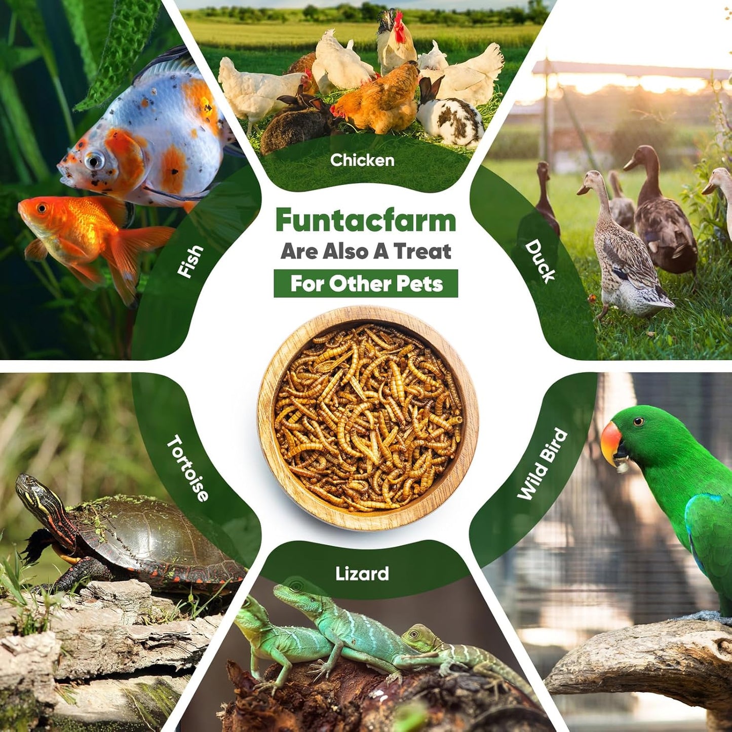 10LB Dried Black Soldier Fly Larvae for Chickens, High Protein Chicken Feed Superior to Meal Worms for Wild Birds & Chicken Treats for Laying Hens