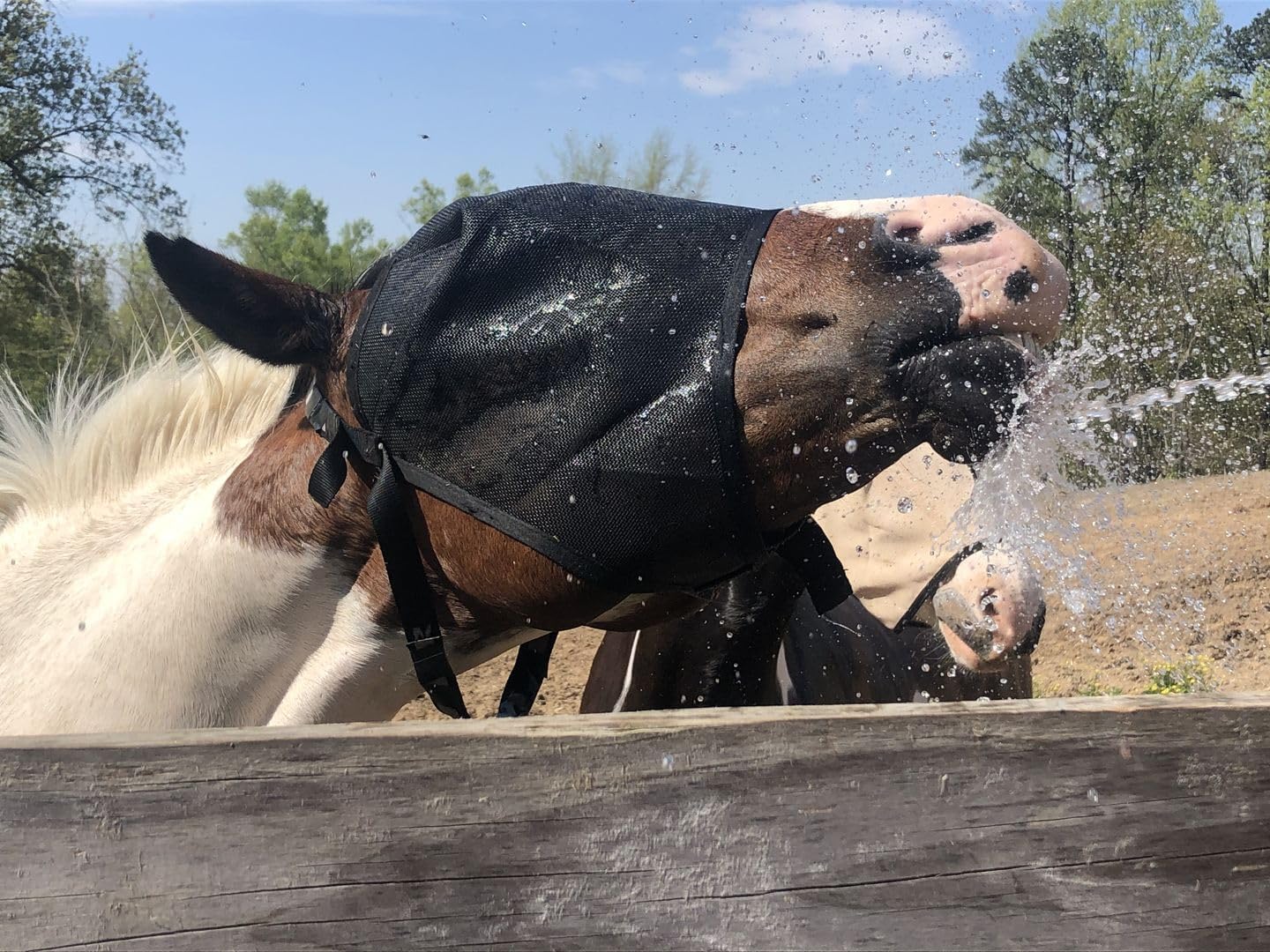 95% UV Eye Protection (Pony) Standard Horse Fly Mask - Help with Uveitis, Corneal Ulcer, Cataract, Light Sensitivity, Cancer. Designed to Stay On Your Horse, Off The Ground!