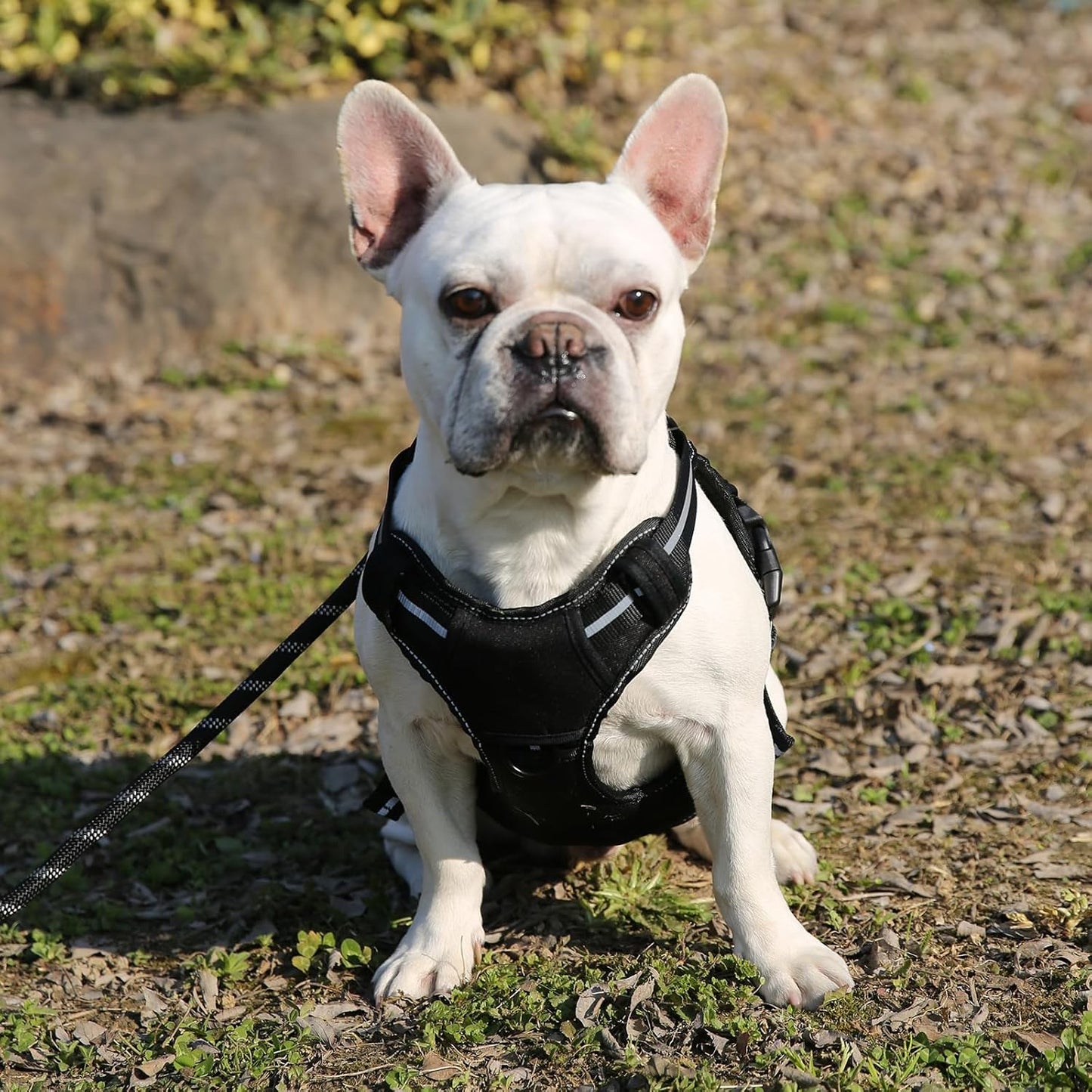 Amazon Basics No Pull Dog Harness, Adjustable Front Clip, Tactical Vest, Large, Black