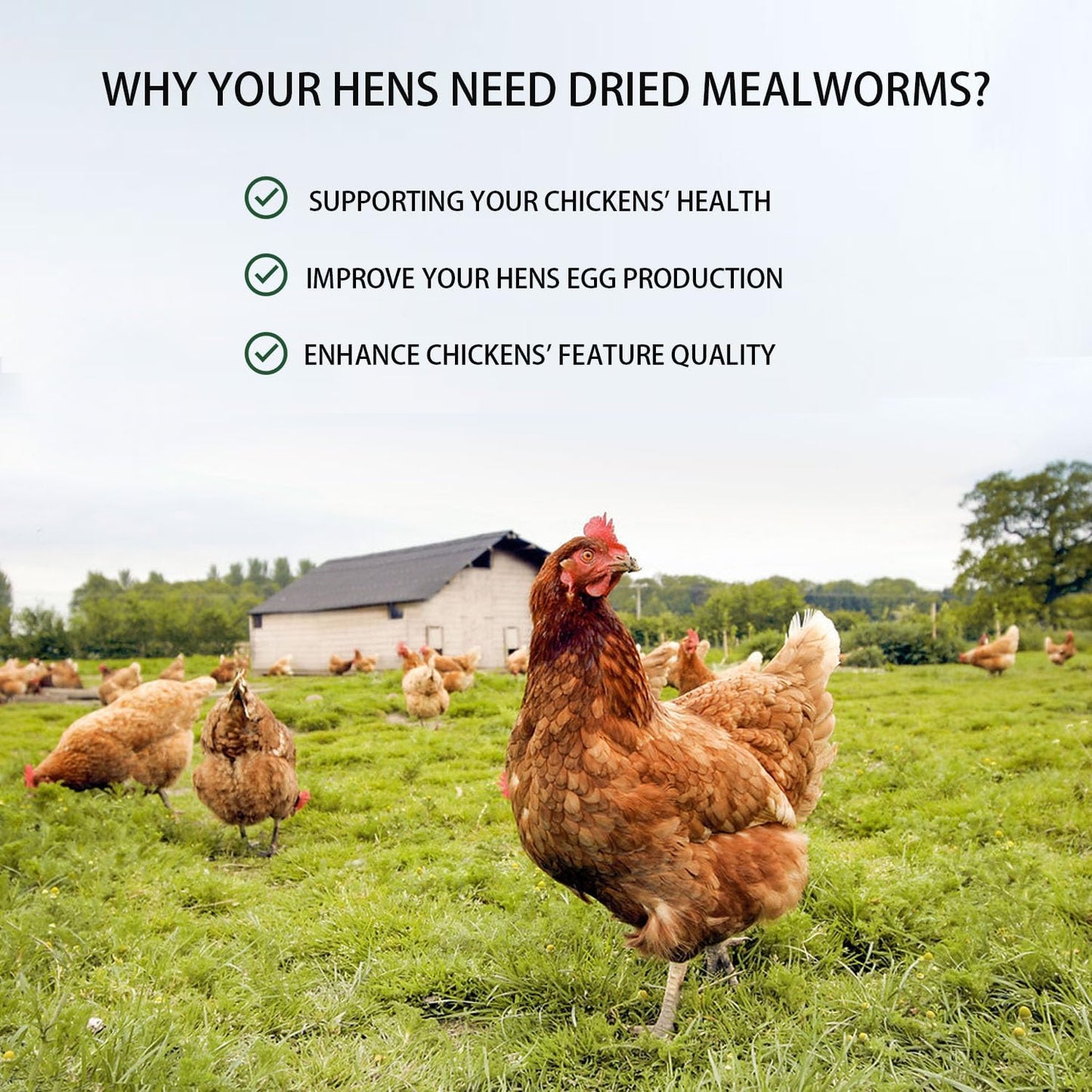 Dried Mealworms 10LB Pure Natural Non-GMO Mealworms for Chickens High Protein Chickens Feed Meal Worms for Laying Hens Wild Birds