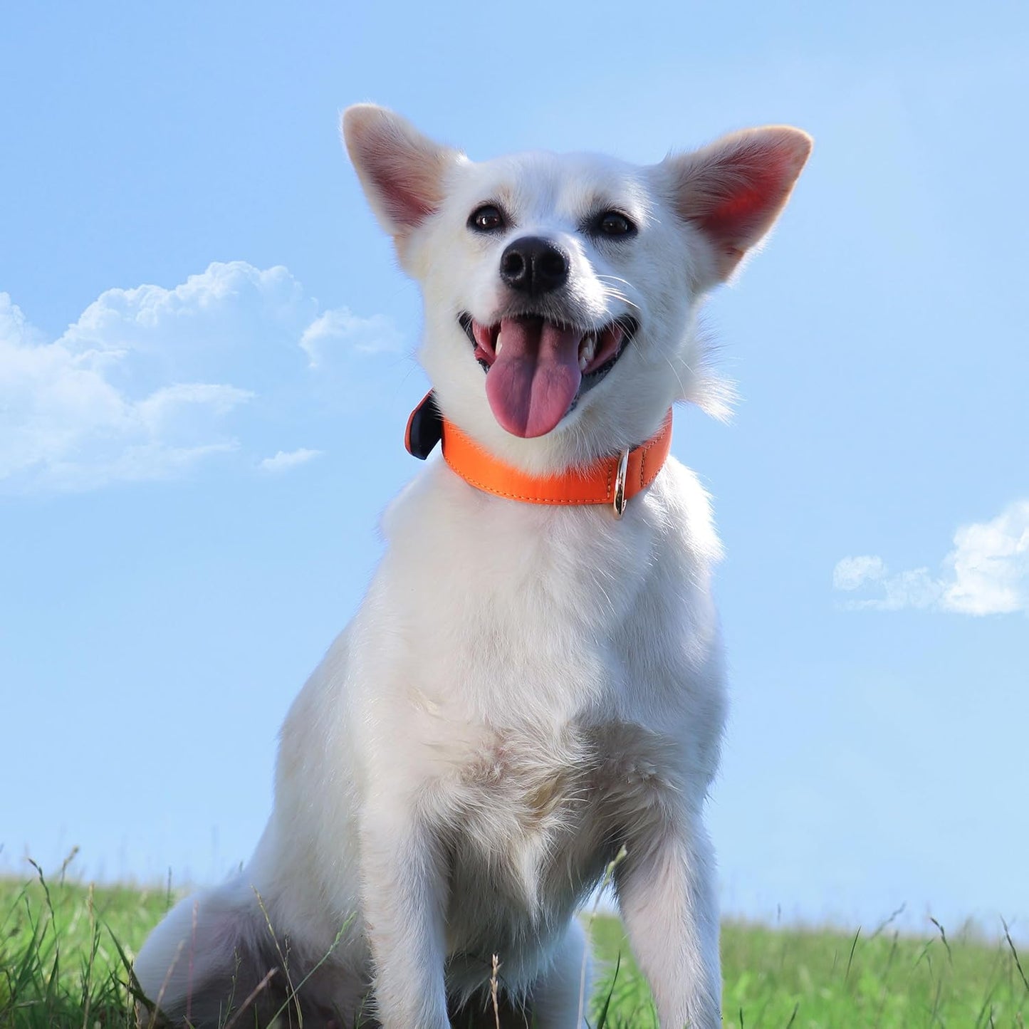 Didog Soft Padded Dog Collars for Small Dogs, Lightweight and Breathable Dog Collar with Metal Buckle, Orange, M