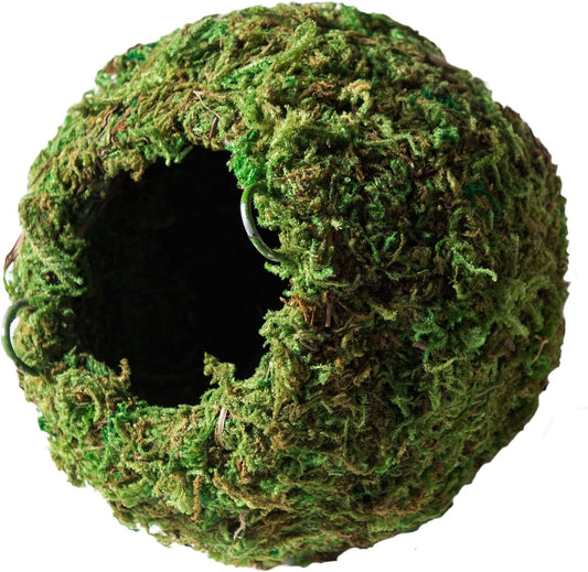 Galápagos (05348) Mossy Cave Hide, 6", Green Sphagnum (Pack of 6)