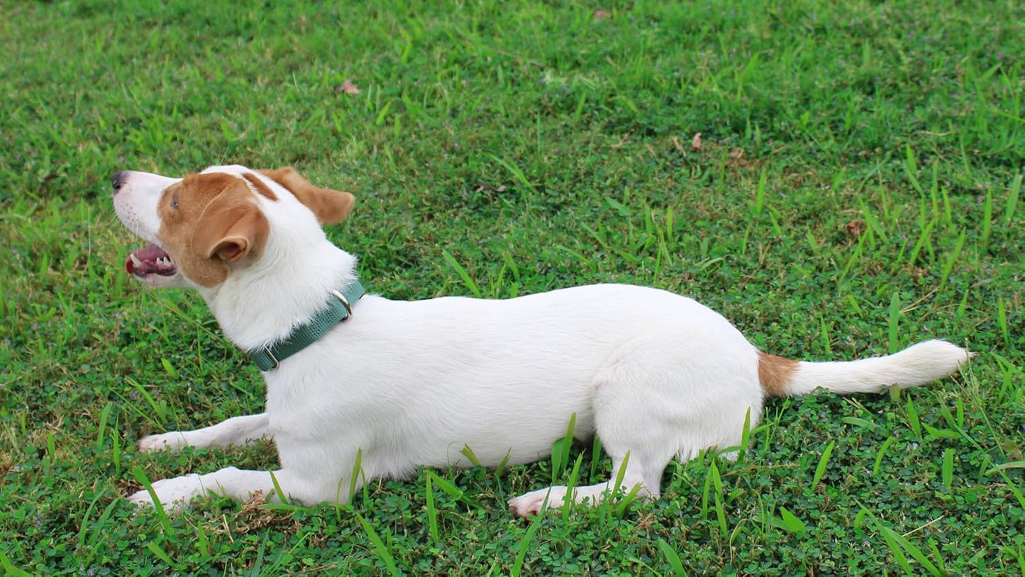 Mikivery Nylon Dog Collar with Quick Release Buckle Soft Adjustable Sturdy for Small Medium Large Dogs Emerald,L