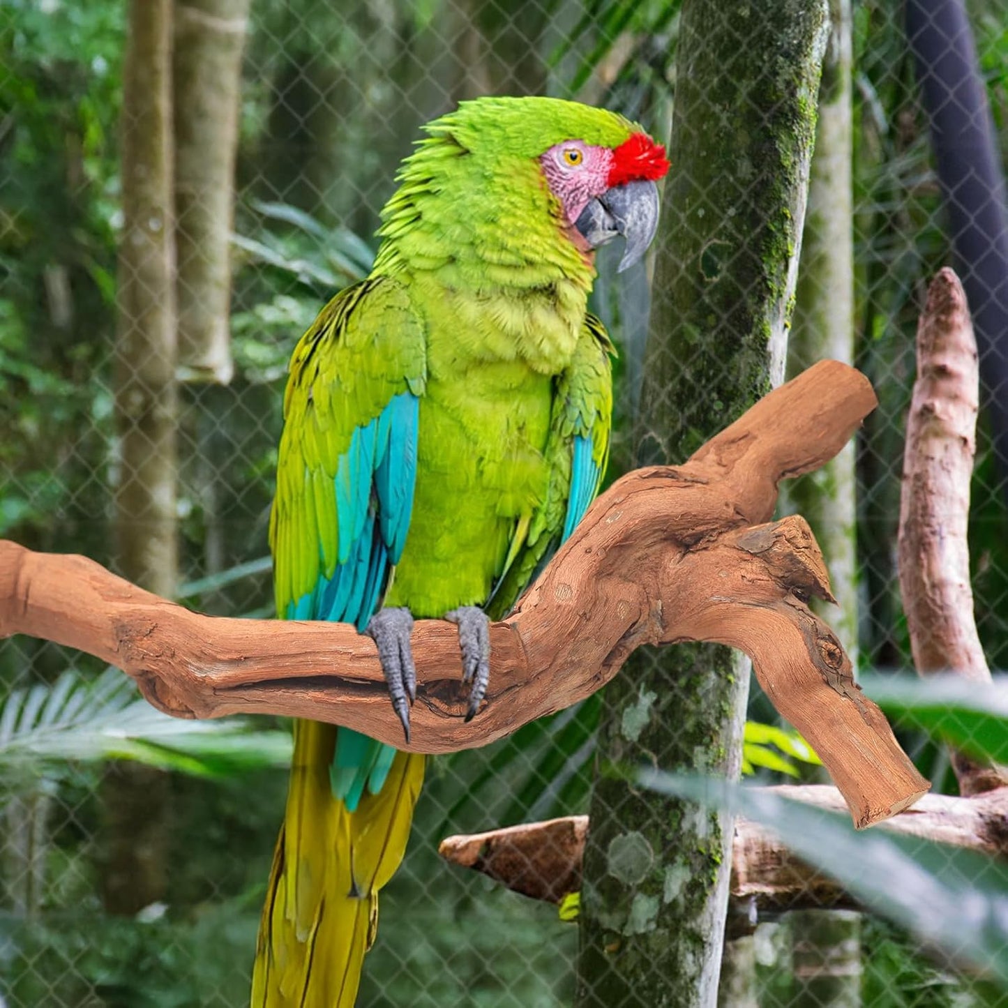 3-Piece Premium Bird Perch Stand with Natural Grape Wood Branch, Paw Grinding Fork, Chewing Stick, Cage Accessories for Parakeets, Budgies, Cockatiels, Finches, Lovebirds