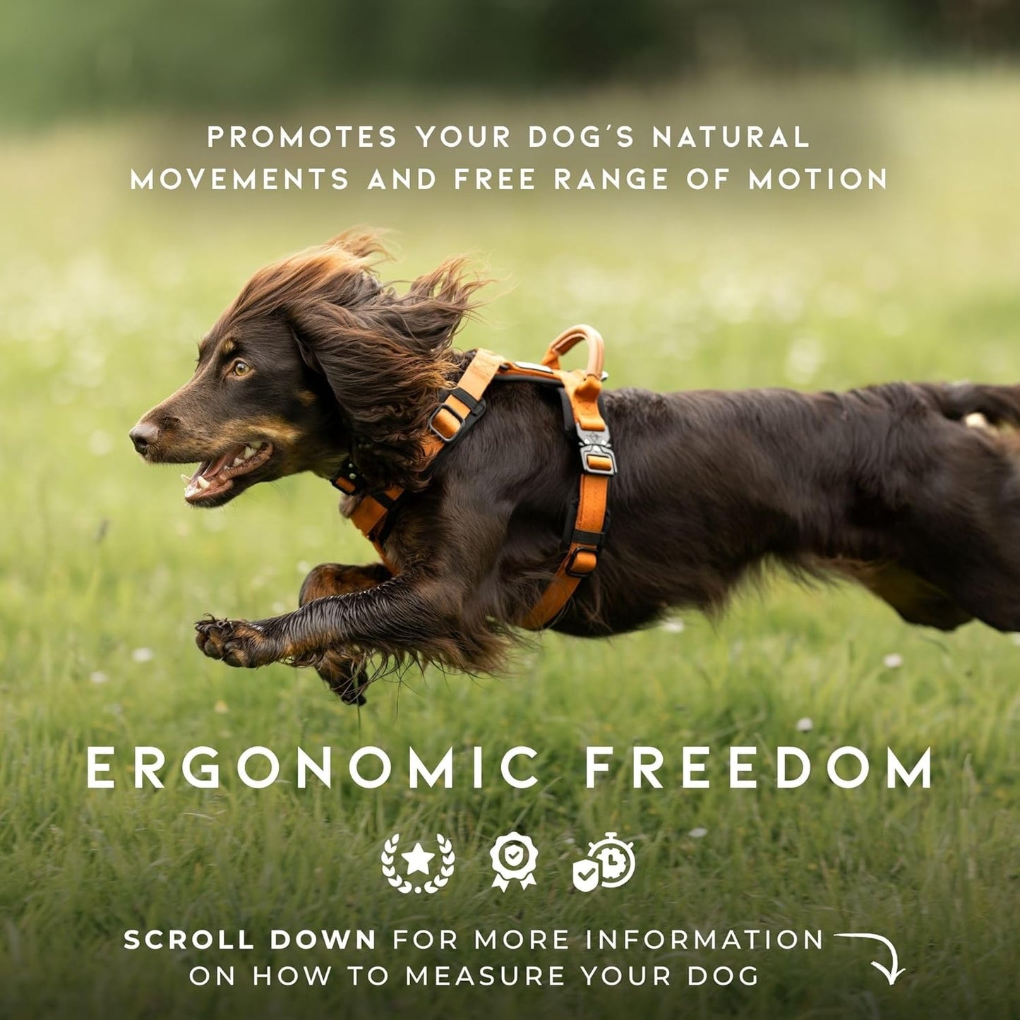 MADE TO ROAM Premium Explorer Harness - Y-Shaped Dog Harness with Adjustable Durable Nylon, Soft Padding, Metal Buckles and Leather Handle for Small, Medium, Large Dogs (Colorado Nightsky, Size 2)