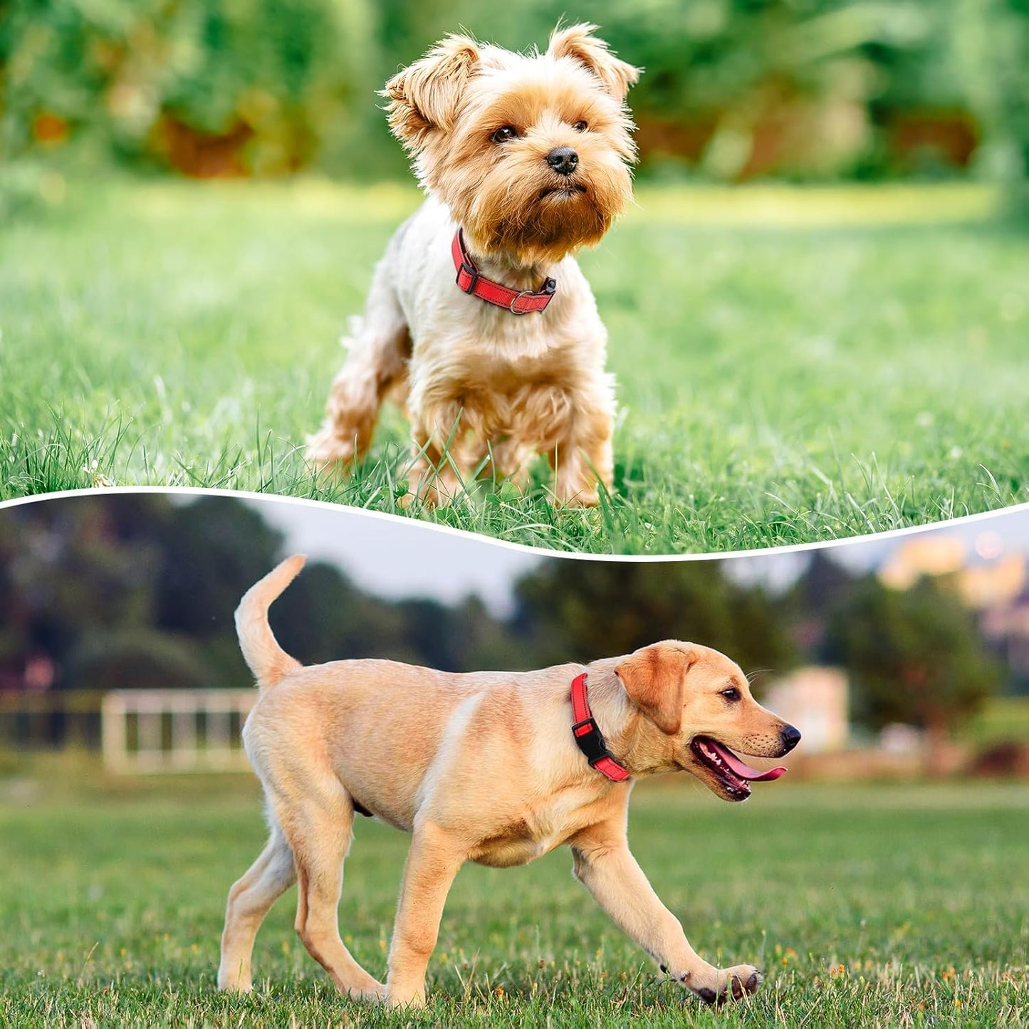 Reflective Dog Collar Padded with Soft Neoprene Breathable Quick Release Basic Dog Collars for Medium Large Dogs Red Boy Girl