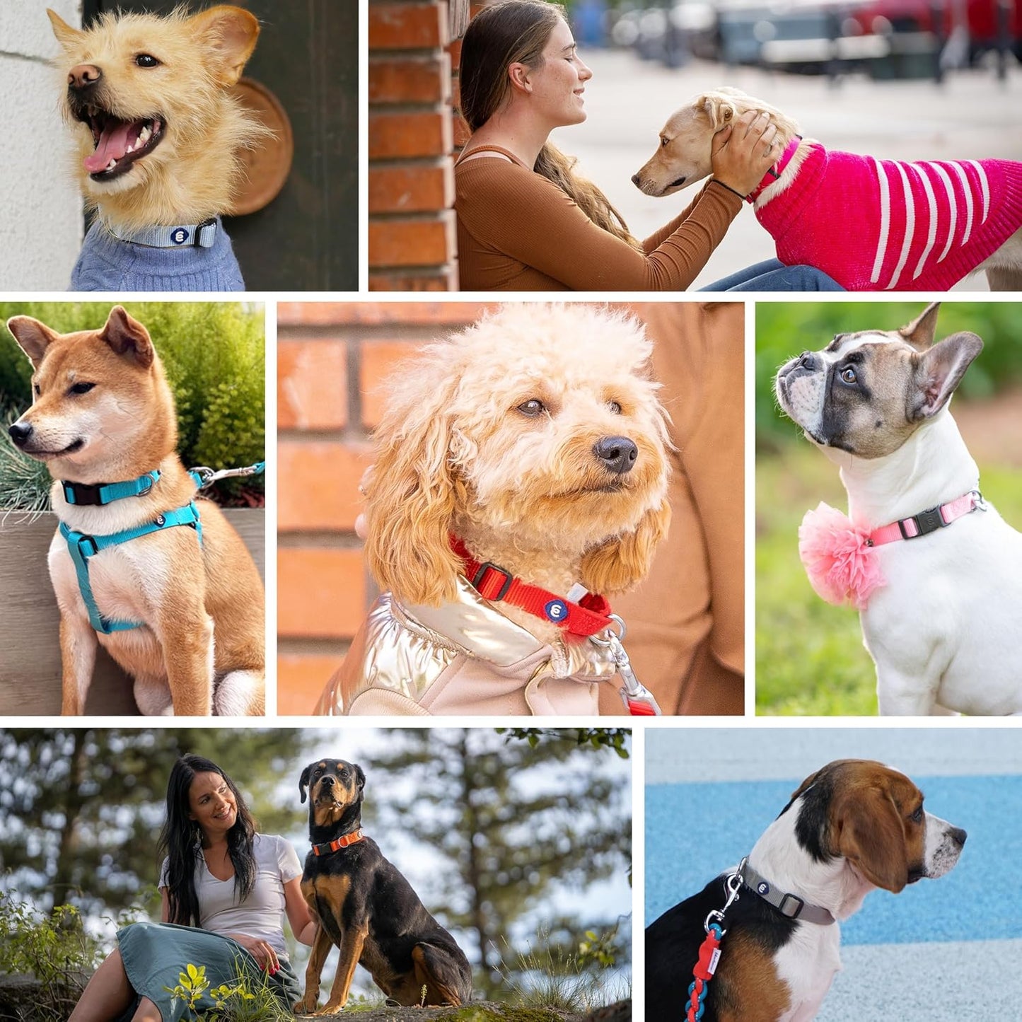 Blueberry Pet Essentials Small Dog Collar in Black | Adjustable & Eco-Friendly Durable Nylon Strap | Classic Collar for Small Dogs, Boy & Girl Pets